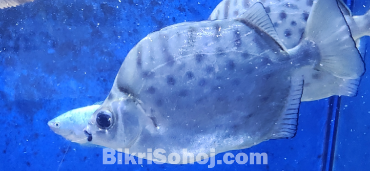 Argus fish